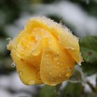 Eisblume--Schnee trifft Rosenblüte