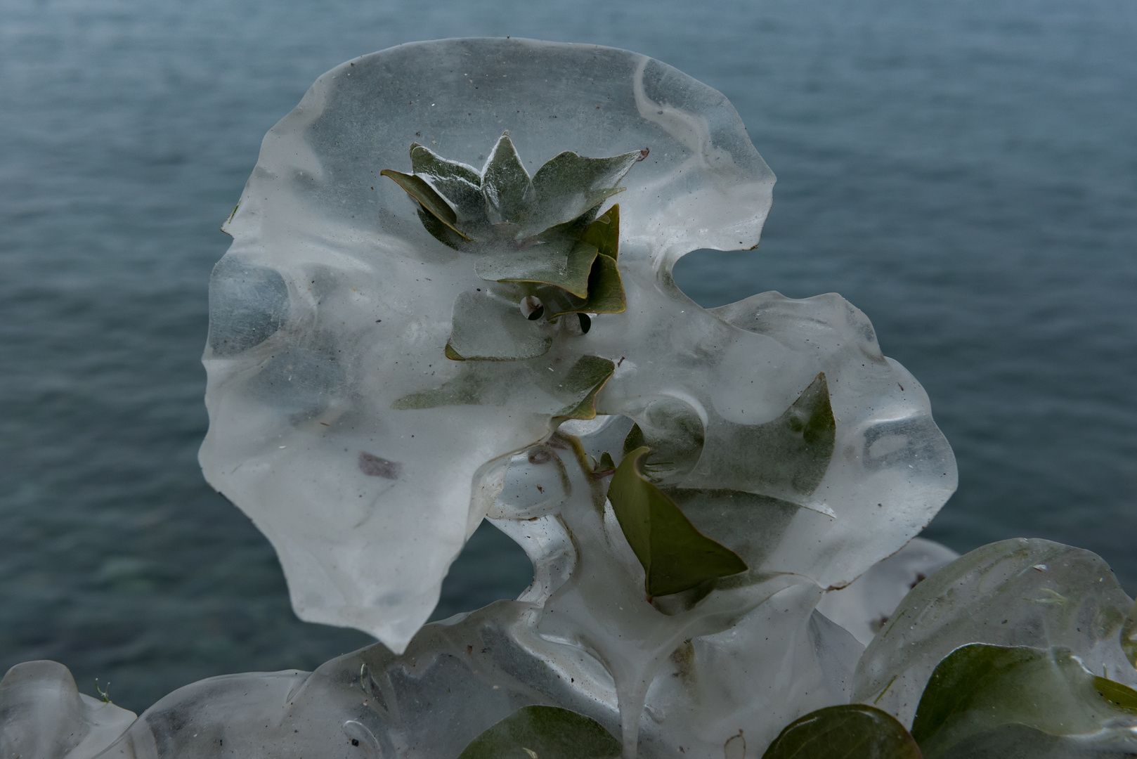 Eisblume vom Genfersee Foto & Bild | gefroren, wasser, winter Bilder ...