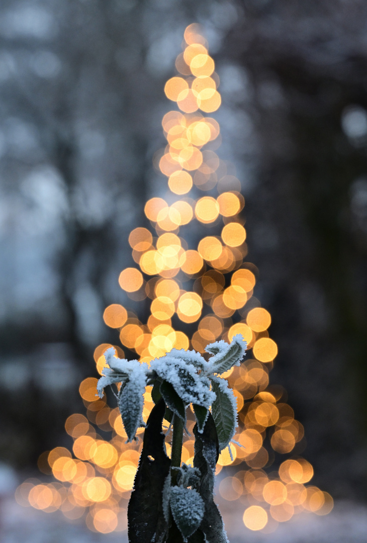 Eisblume zur Weihnacht