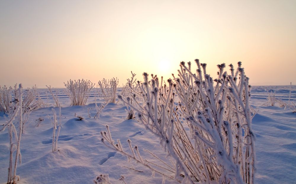 Eisblumen..