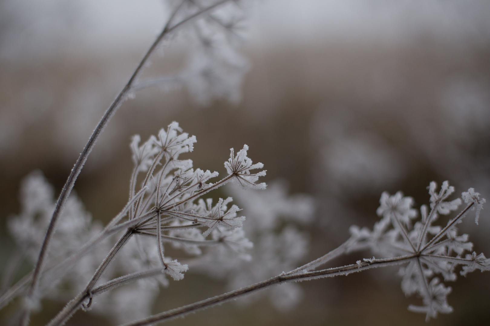 Eisblumen