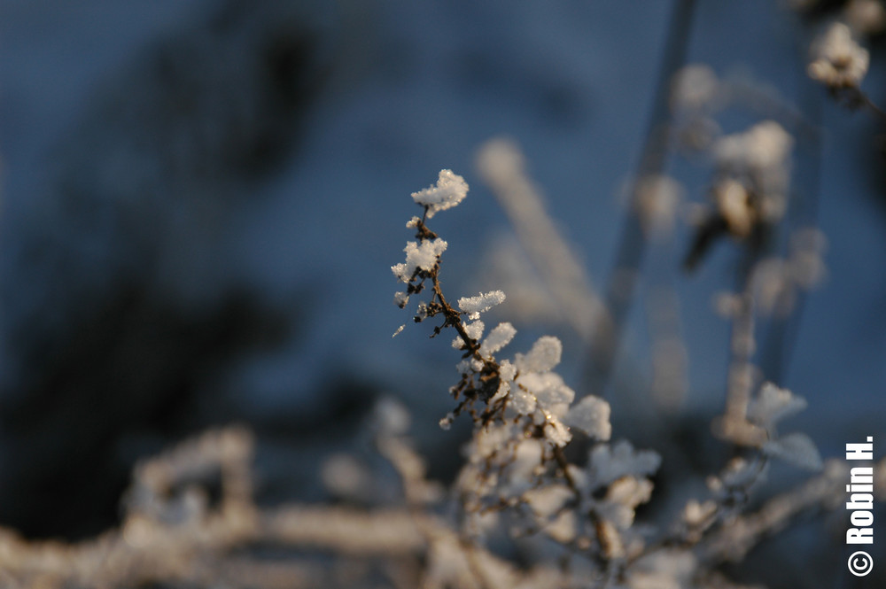 Eisblumen