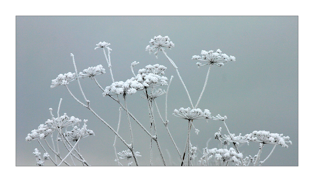 *** Eisblumen***