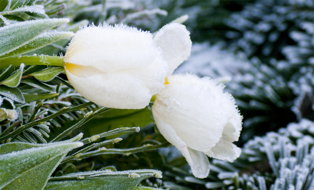 Eisblumen