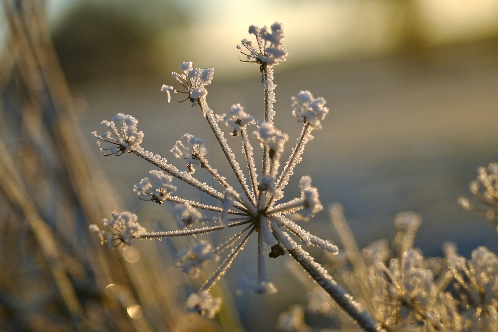 *Eis.blumen*