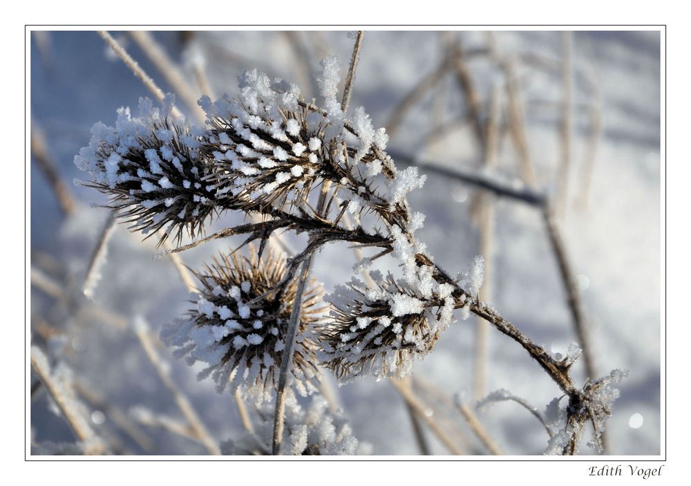 Eisblumen...