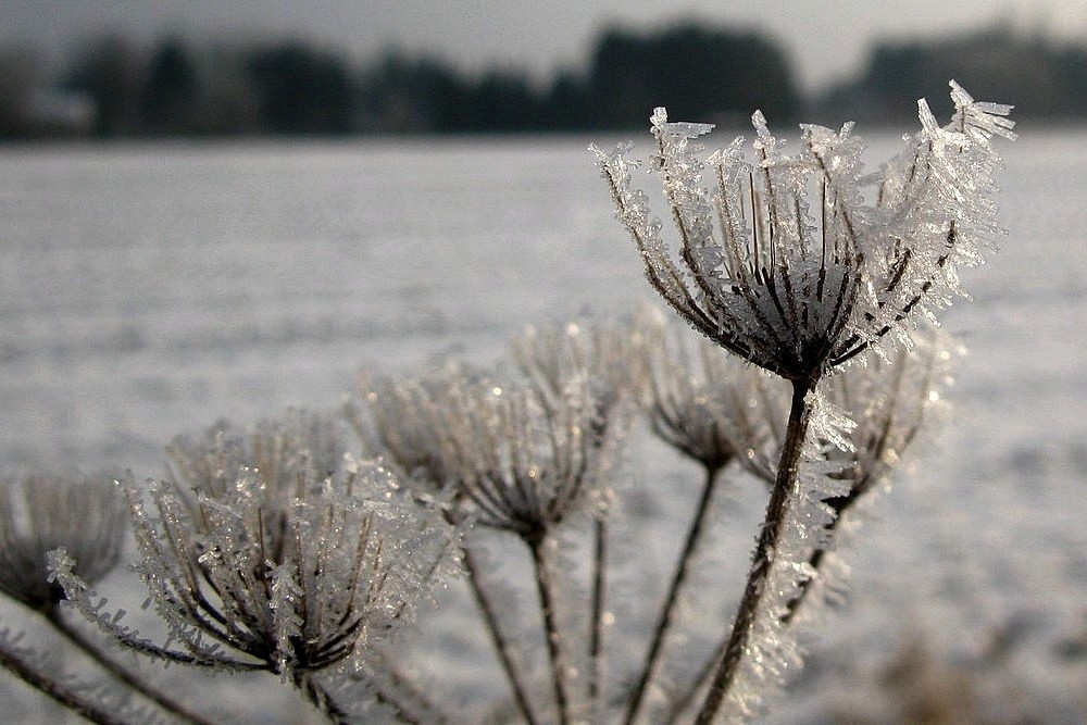 Eisblumen