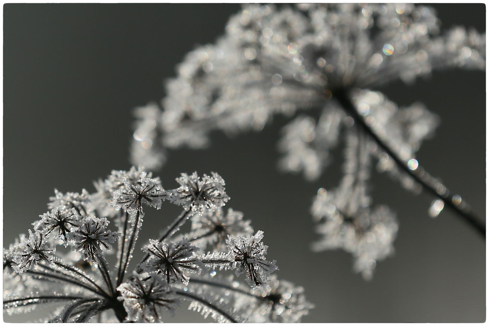 Eisblumen Foto &amp; Bild | nature, gefroren, kalt Bilder auf fotocommunity