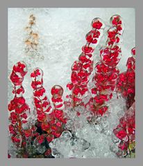 "Eisblumen" -1-