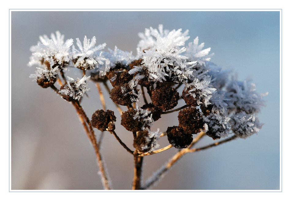 *~*Eisblumen*~*