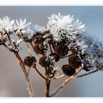 *~*Eisblumen*~*