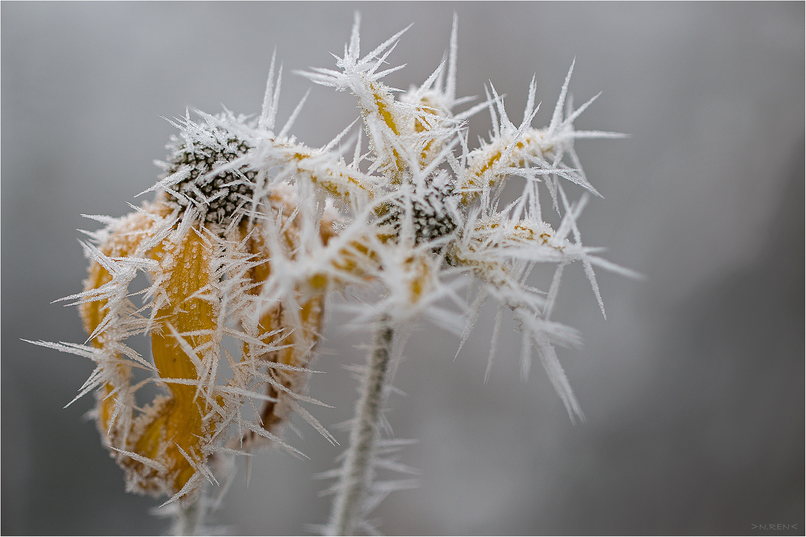 Eisblumen 