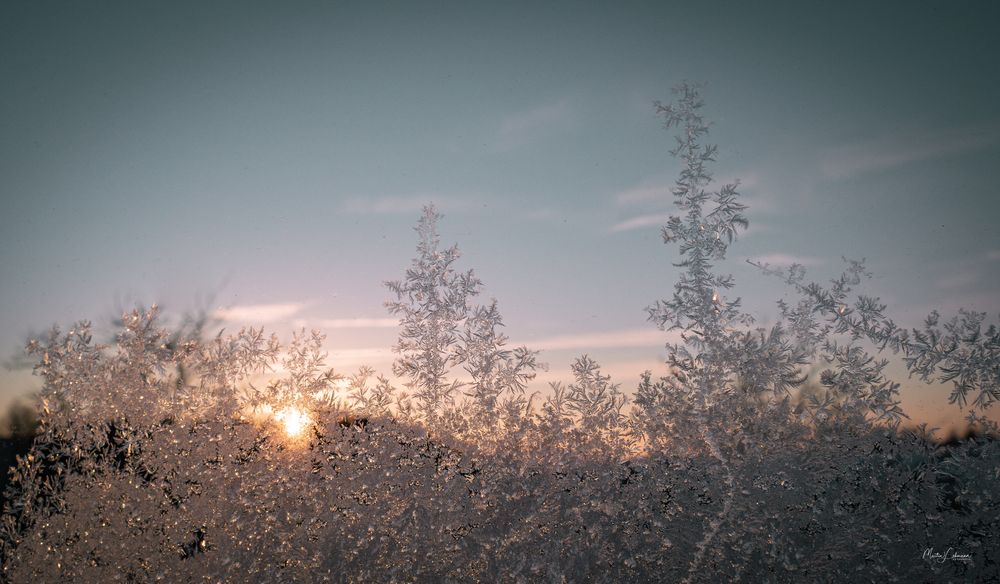 Eisblumen