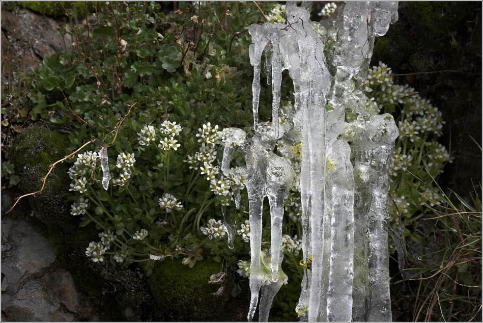 Eisblumen....