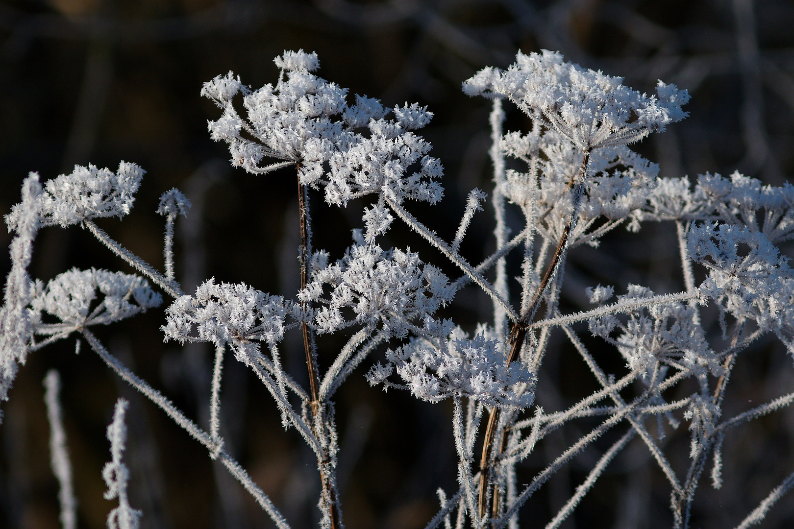 Eisblumen