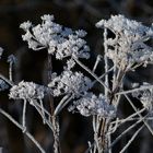 Eisblumen