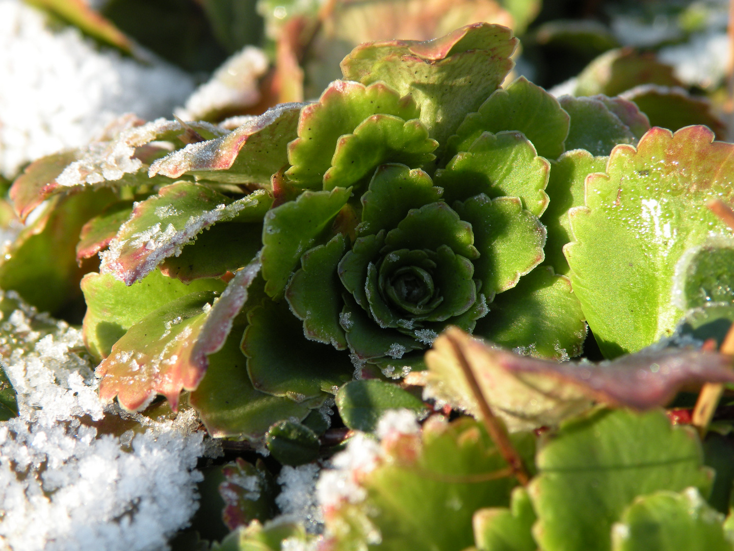 eisblumen