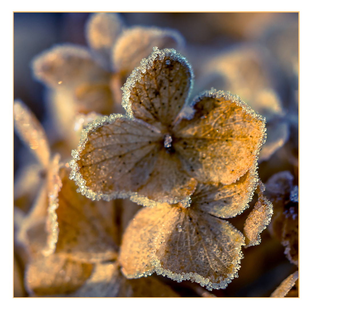 "Eisblumen"