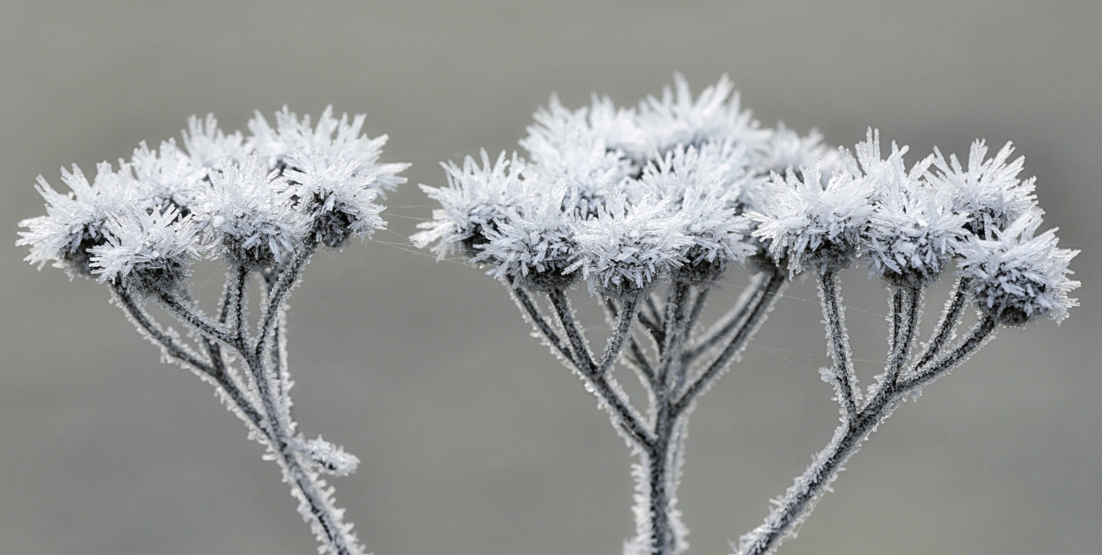 Eisblumen