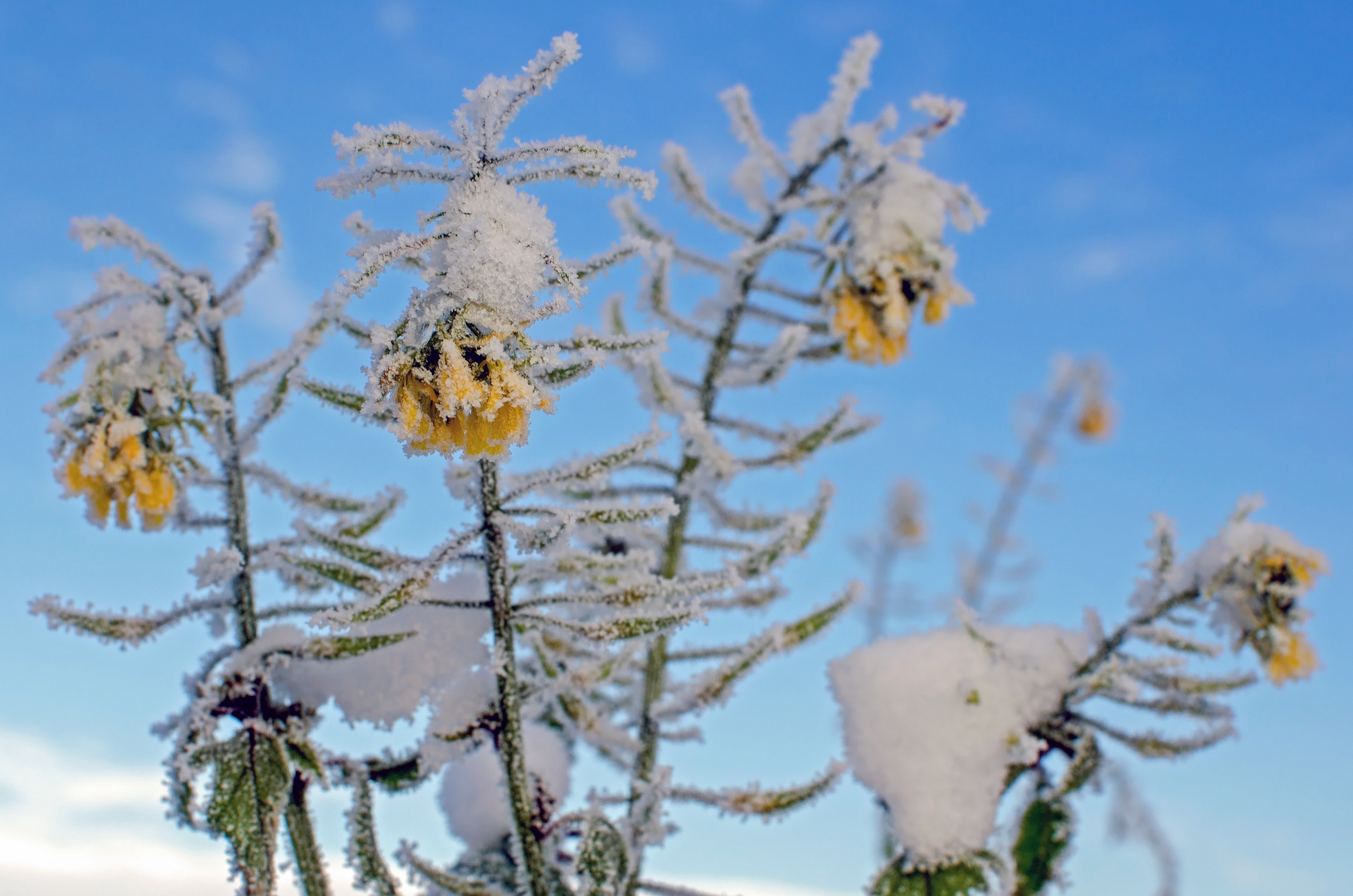 ::. Eisblumen .::