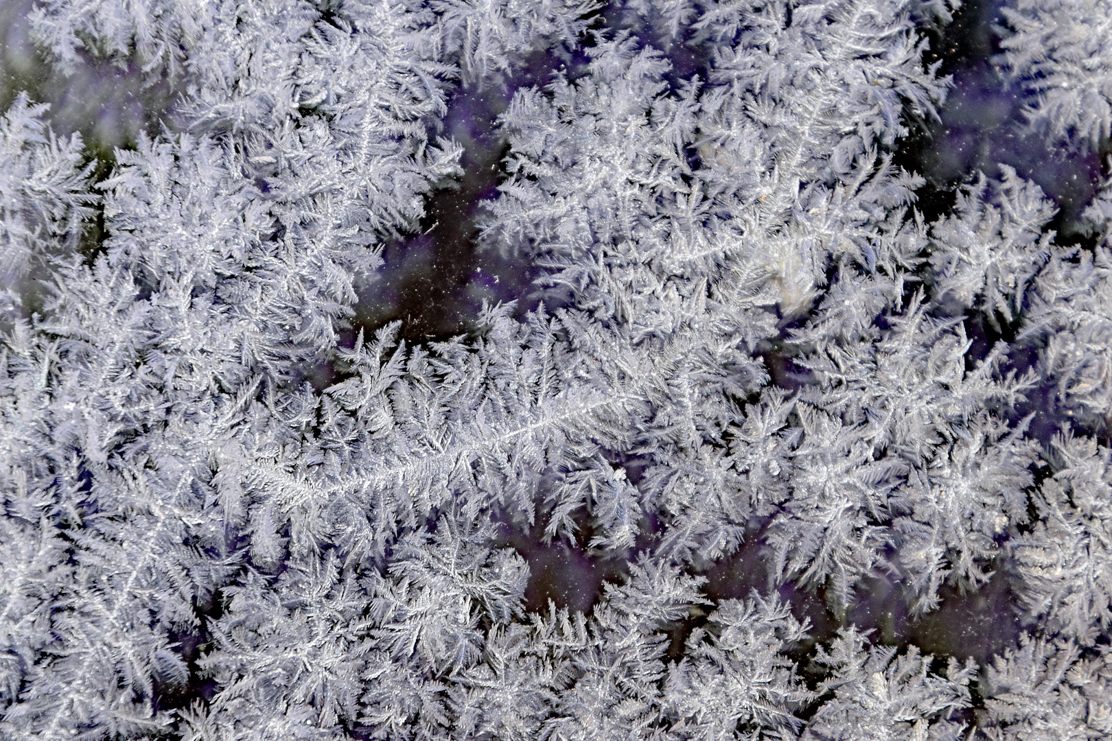 Eisblumen Foto &amp; Bild | archiv projekte naturchannel, monatswettbewerbe ...