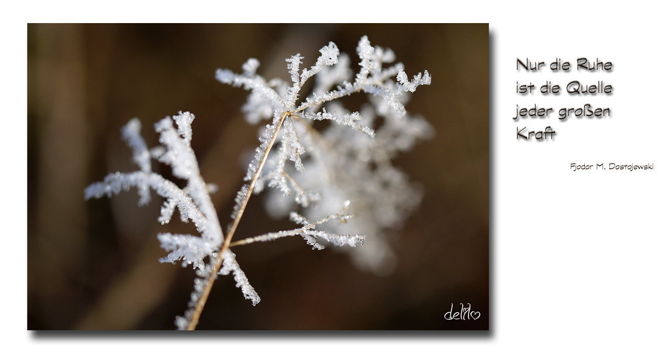 Eisblumen