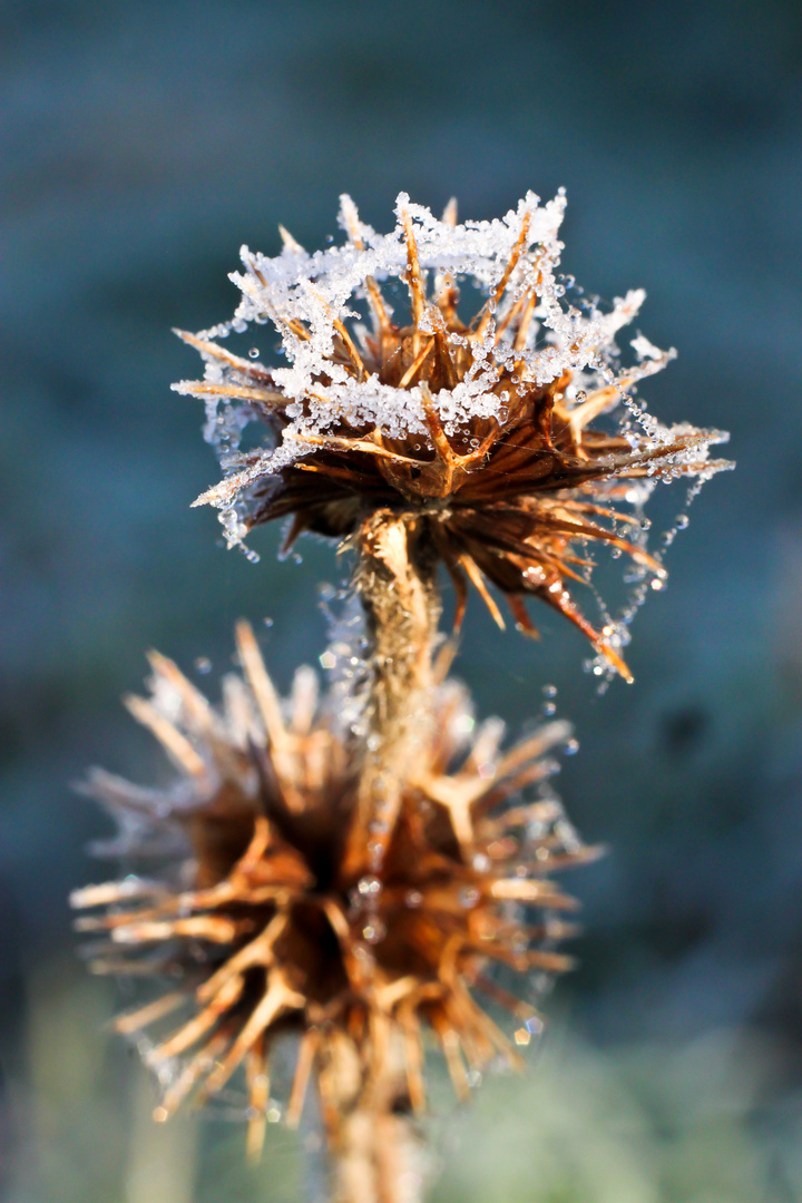 Eisblumen