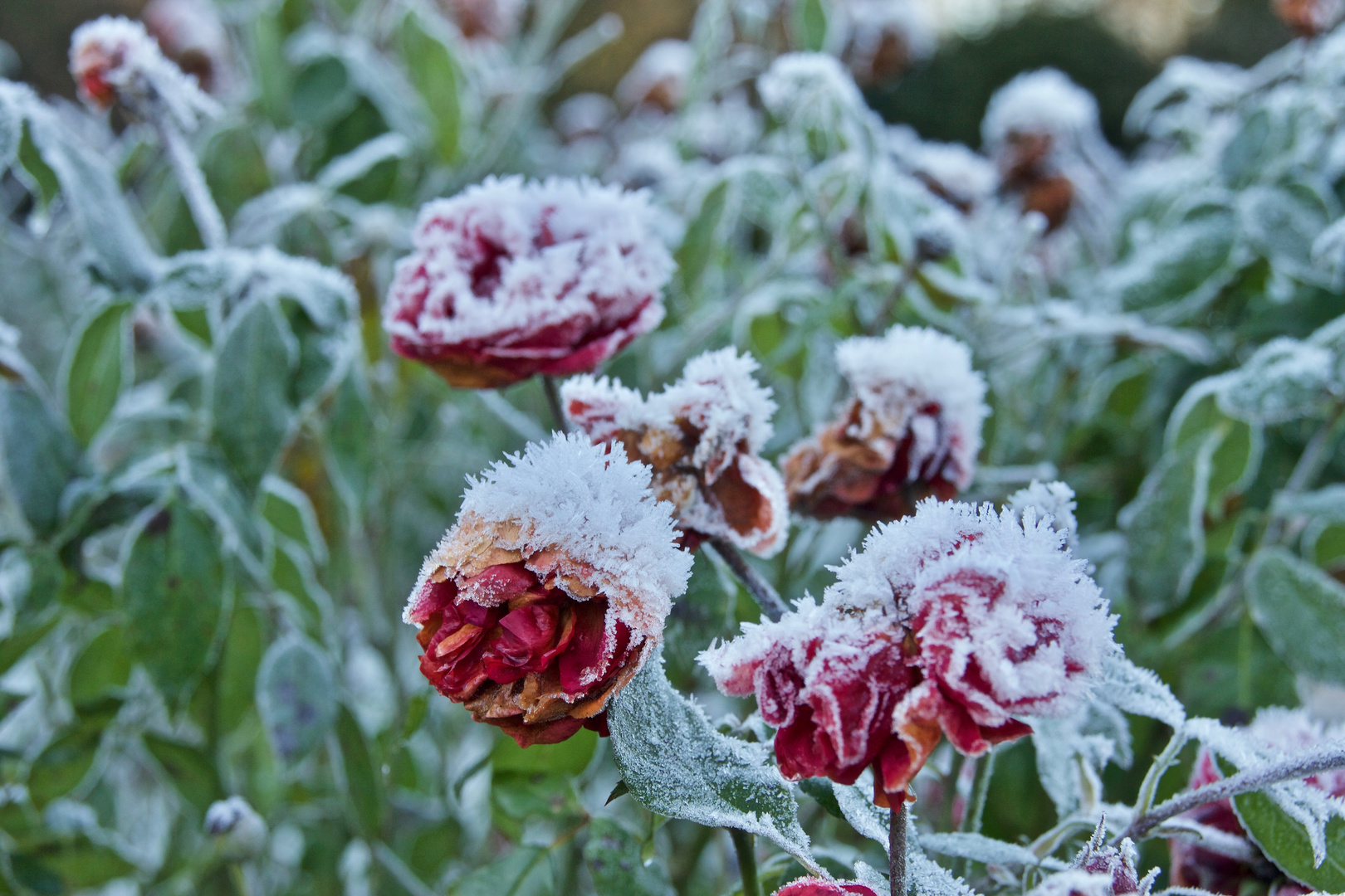 Eisblumen