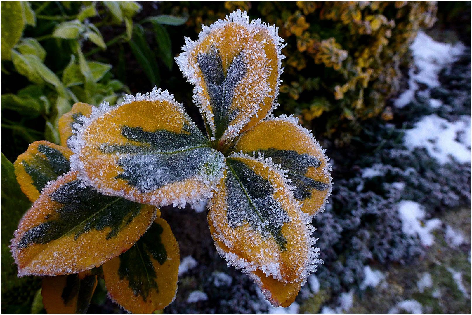 Eisblumen (3)