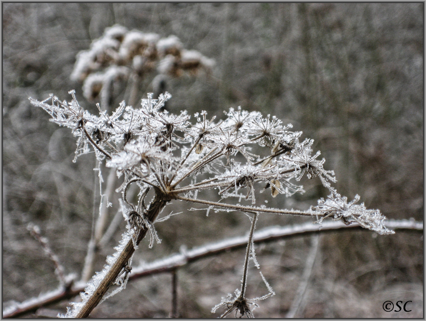 Eisblumen