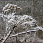 Eisblumen