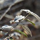 Eisblumen