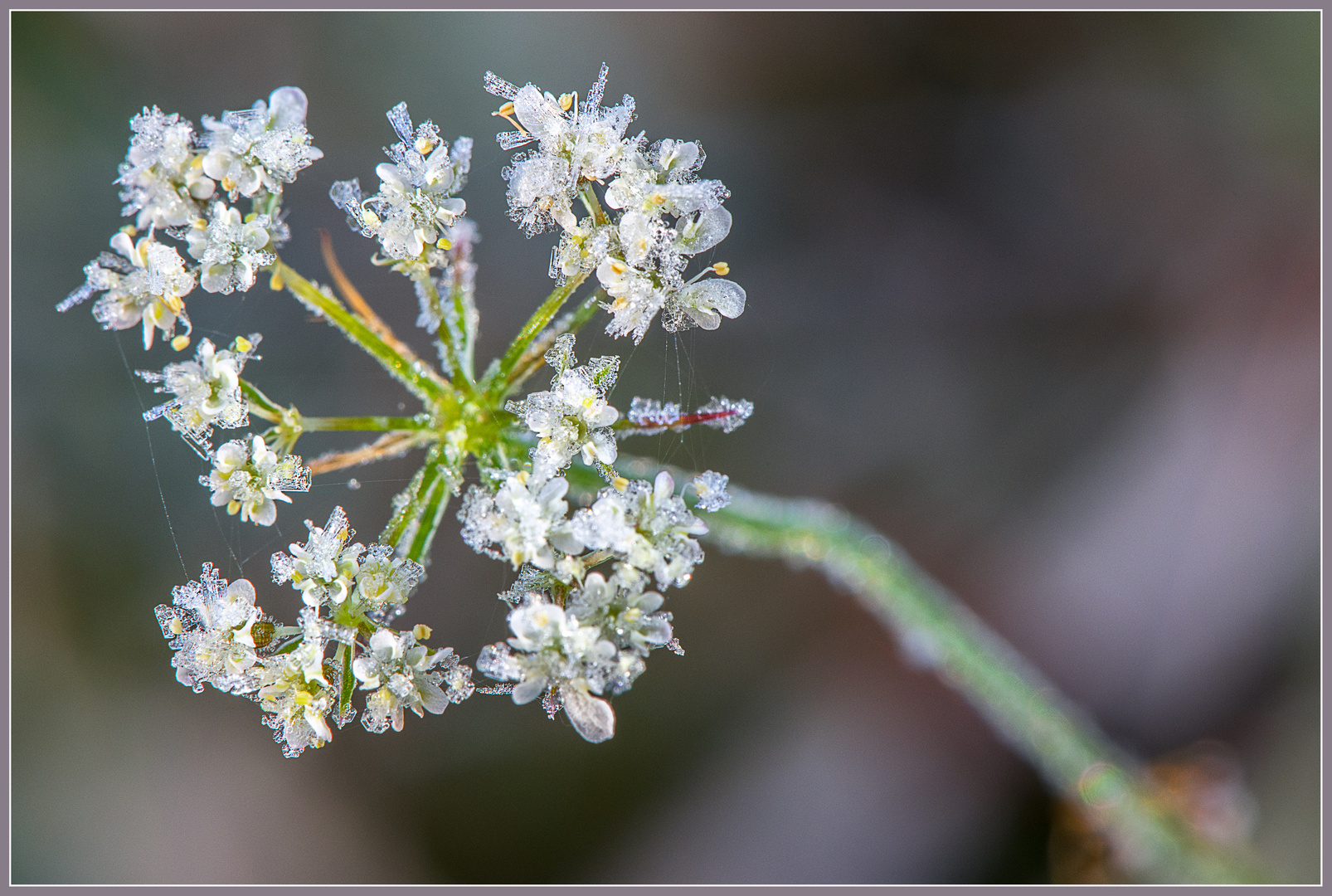 Eisblumen