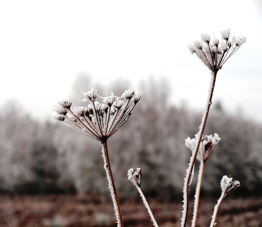 Eisblumen