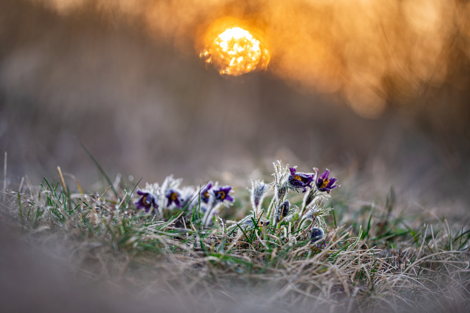 Eisblumen