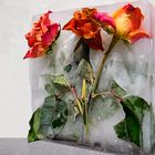 Eisblumen 4 / Iceflowers 4