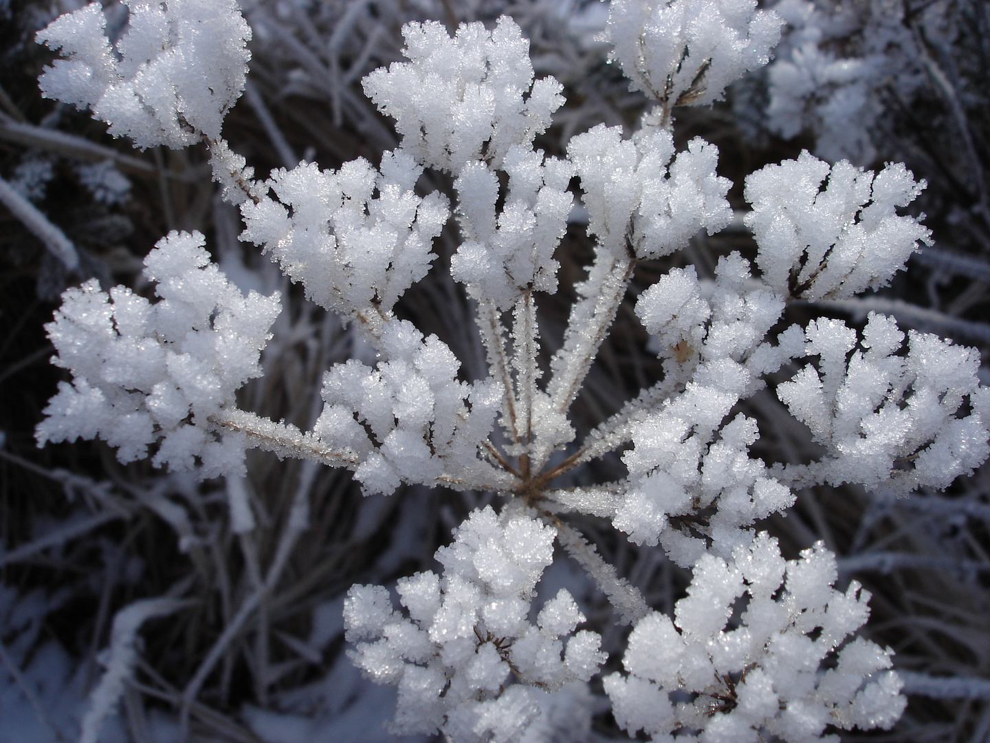 Eisblumen