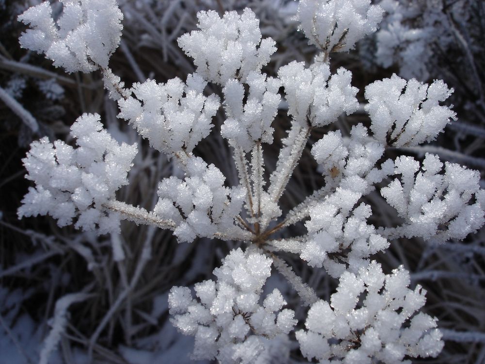 Eisblumen von kleenebolle 