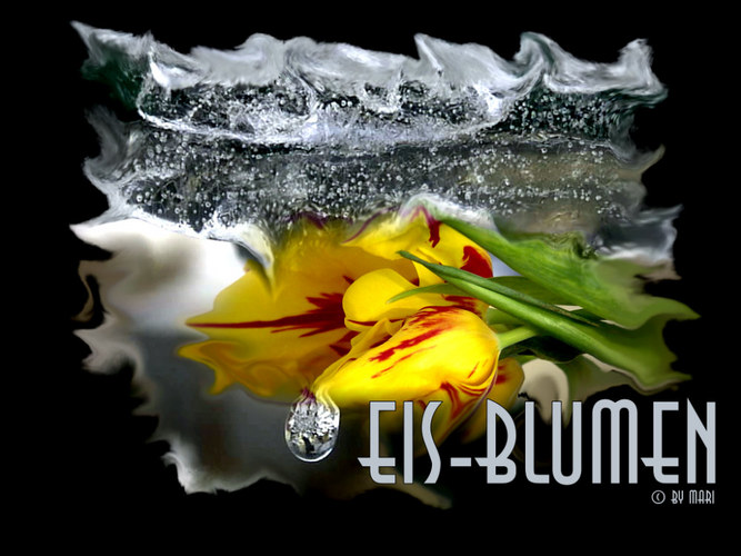 Eisblumen