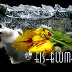 Eisblumen