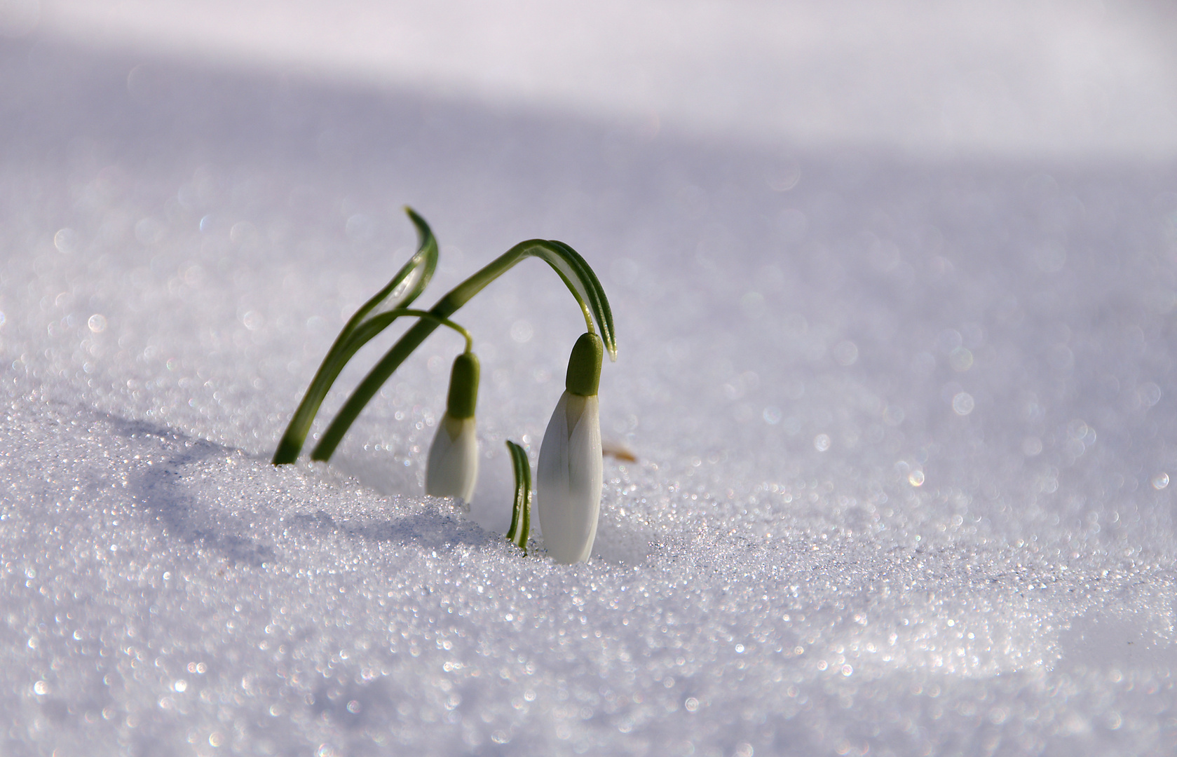 Eisblumen...?