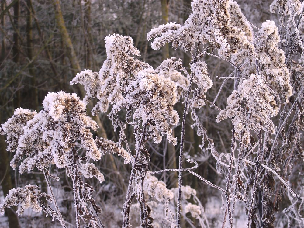 Eisblumen