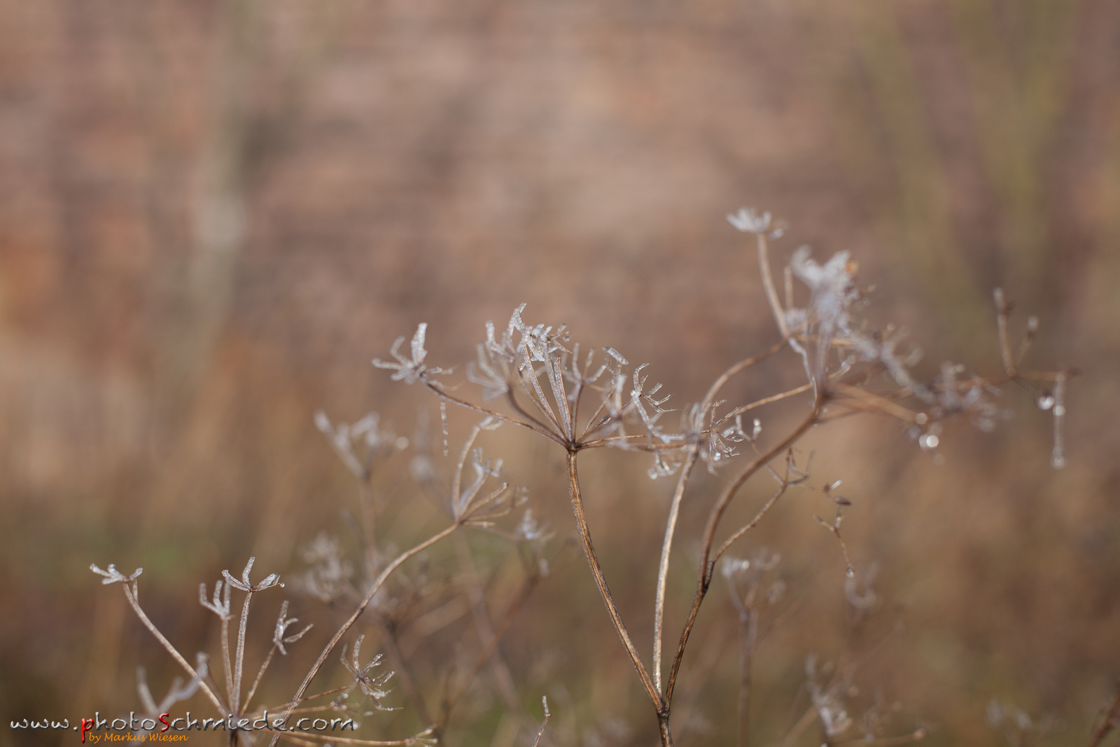 Eisblumen