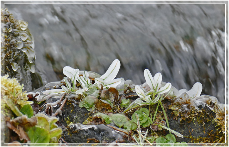 Eisblumen