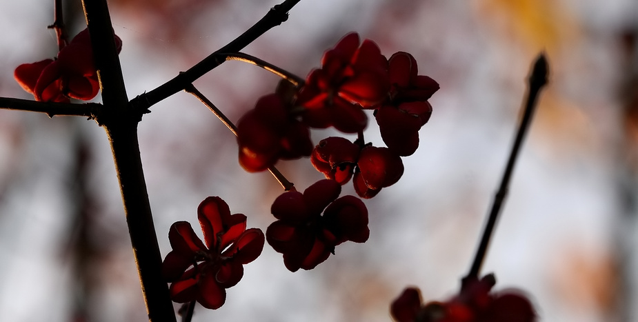 Eisblumen ....