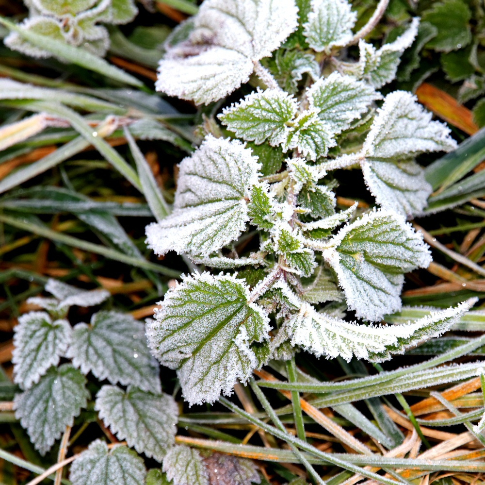 Eisblumen