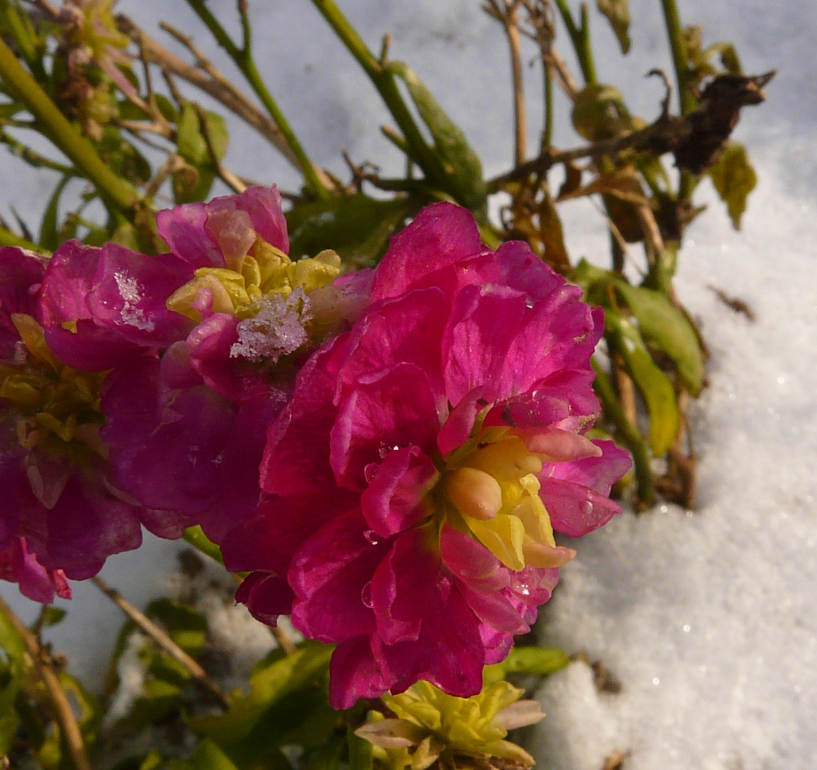 Eisblumen