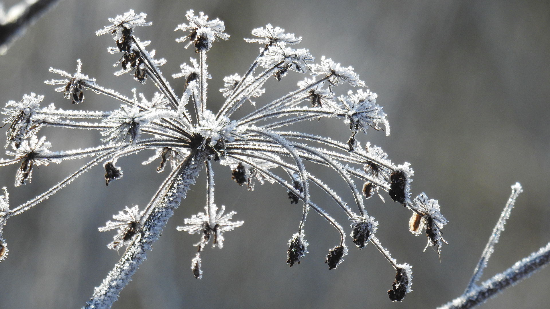 Eisblumen