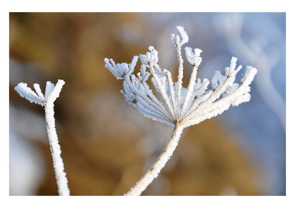 EISBLUMEN