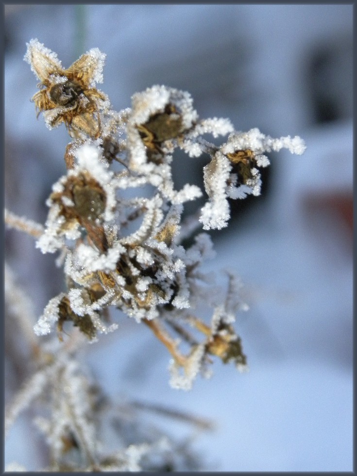 Eisblumen